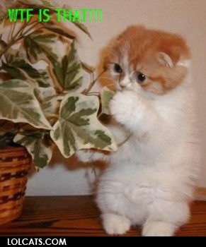 lolcatsdotcomvccr32gz40tj5.jpg
