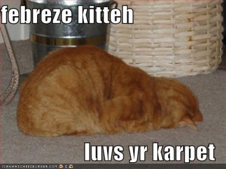 funny_pictures_orange_cat_.jpg