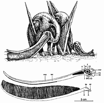 pterodau.gif