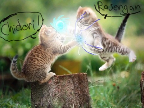 Narucats_copy_copy.jpg