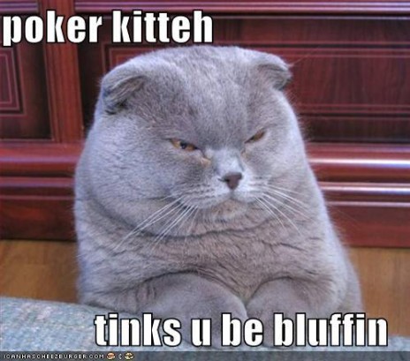 funny_pictures_poker_cat_t.jpg