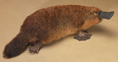 platypus2.jpg