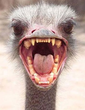 ostrich.jpg