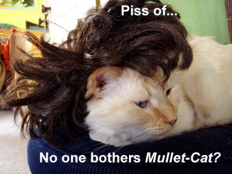 mulletcat.jpg