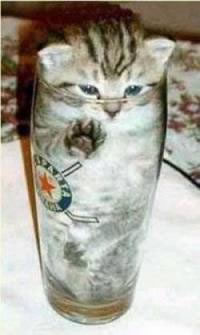 BeerGlassCat.jpg