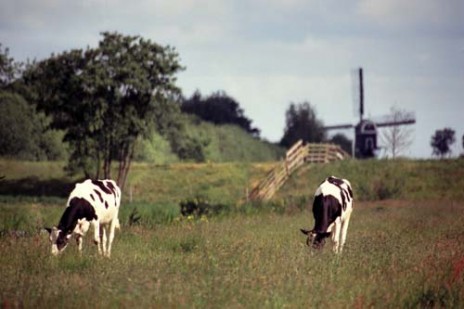 nederland.jpg