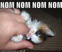 nom_nom.jpg