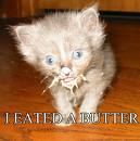 cat_with_butter.jpg