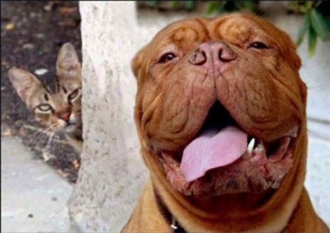 cat_stalk_dog_o.jpg