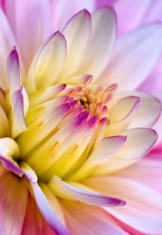 041006flower_002.jpg