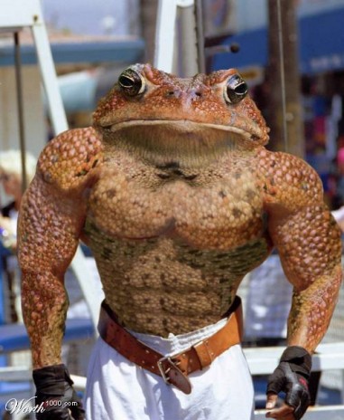 battletoad.jpg