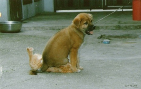dog_sit_on_cat.jpg