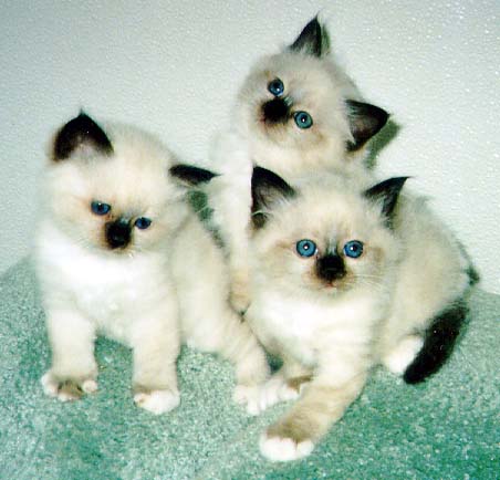 noekula_kittens.jpg