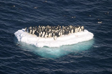penguin_island.jpg