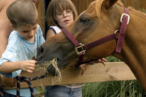 kids_feeding_horse_hay.jpg