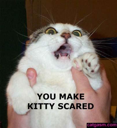 you_make_kitty_scared.jpg