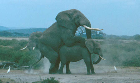 elephant_sex.jpg