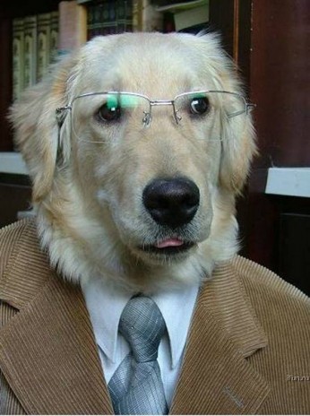 whodoesthatdogthinkhesfool.jpg