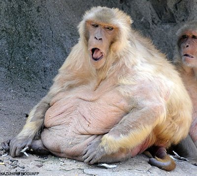 Fat_Macacca_1.jpg