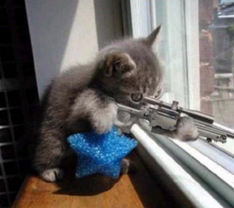 sniper_cat.jpg