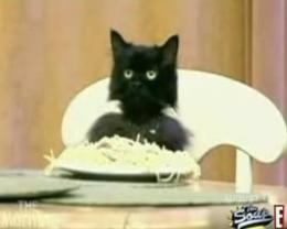 spagetticat.JPG