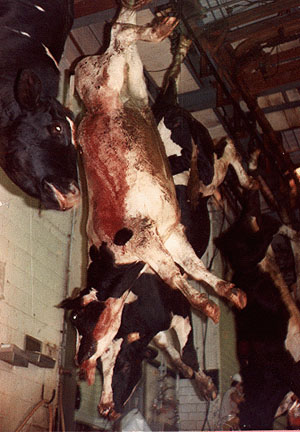 pix_abuse08.jpg
