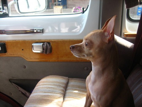 800px_Chihuahua_waiting_in.jpg