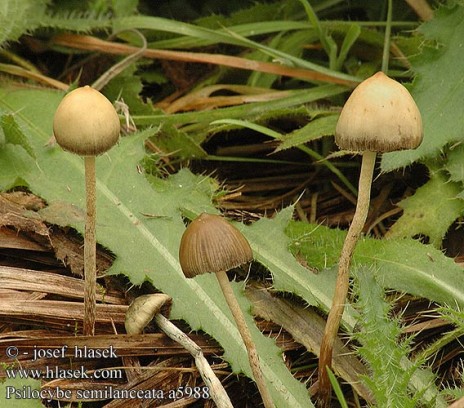 psilocybe_semilanceata_a59.jpg