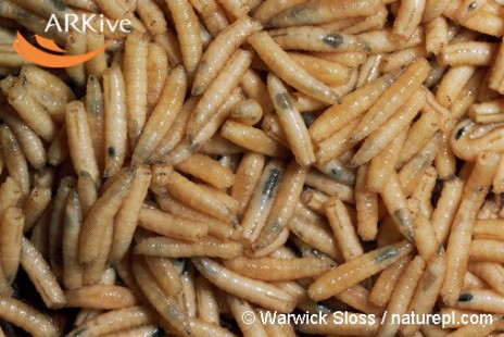 maggots.jpg