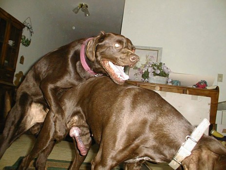 dog_dickings.jpg