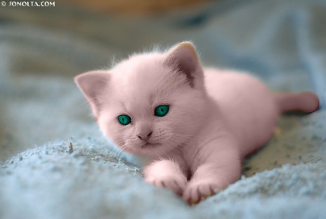 real_Mew.jpg