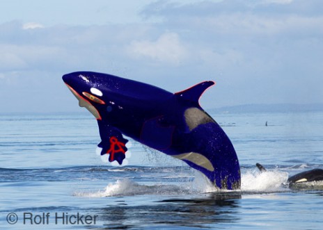 real_Kyogre.jpg