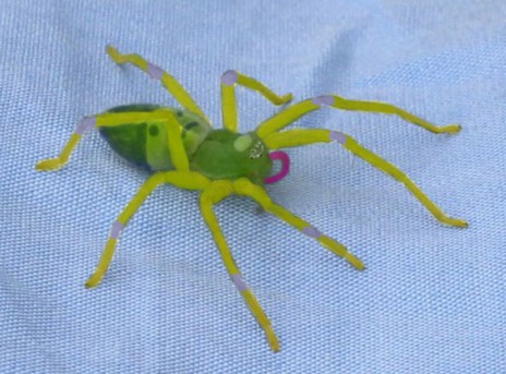 real_spinarak.jpg