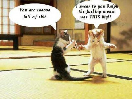 Cat_stories.jpg