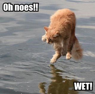 LolCatRenderer2aspx_23.jpg