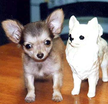 Chihuahua1.jpg