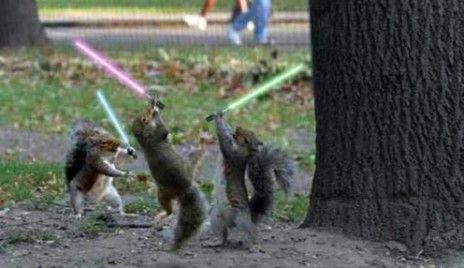 jedi_squirrls.jpg
