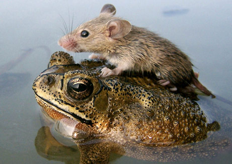 060705_mouse_frog_big.jpg
