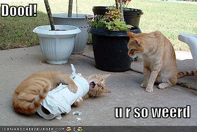 you_re_so_wierd_lolcat.jpg
