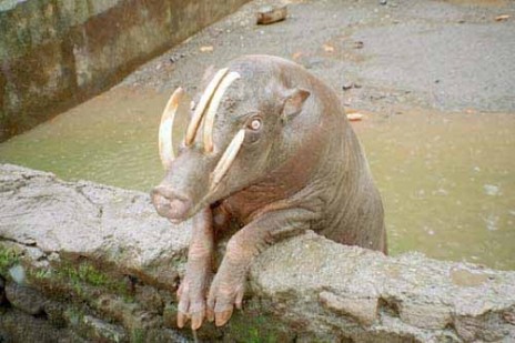 babirusa.jpg