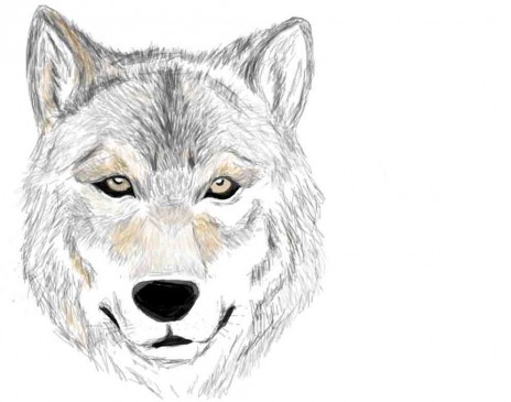 Wolf.jpg