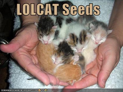 lolcatseeds.jpg