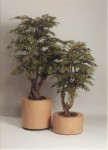 Acer.jpg