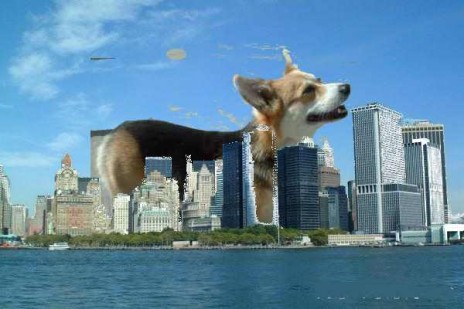 corgicity.jpg