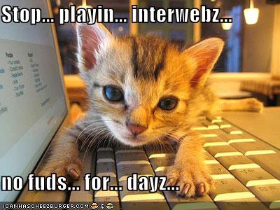 funny_pictures_kitten_lapt.jpg