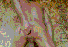 mod_post_goatse.gif