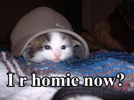 lolcatsdotcom8kznwupq3dif1.jpg