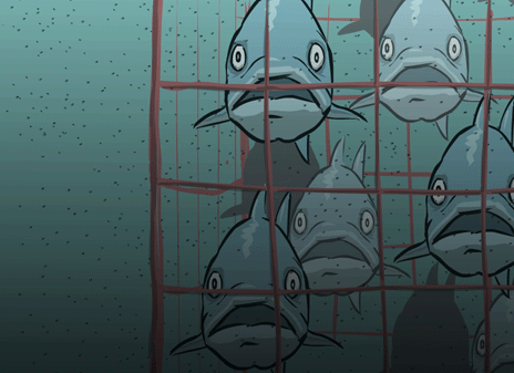 many_farm_fish.gif