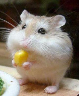 I_Has_A_Corm.jpg