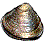 clam.gif
